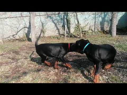 Dobermann Welpe kaufen