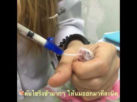 รากเทียมในหน้าอกใน Togliatti Centerfolds ในหน้าอกอาจจะมีขนาดเล็ก