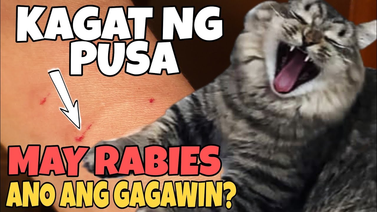 Putar video PAANO ANG GAGAWIN KAPAG NAKAGAT NG PUSA O ASO | ANO ANG DAPAT GAWIN KAPAG NAKAGAT NG PUSA O ASO sekarang PAANO ANG GAGAWIN KAPAG NAKAGAT NG PUSA O ASO | ANO ANG DAPAT GAWIN KAPAG NAKAGAT NG PUSA O ASO