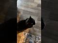 Cute Tuxedo Cat Needs Assistance