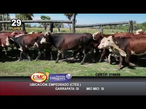 Lote 50 Novillitos en Empedrado, Corrientes