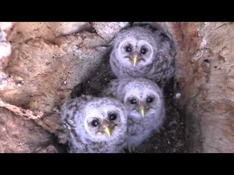 Barred Owlets 3 MBO blog