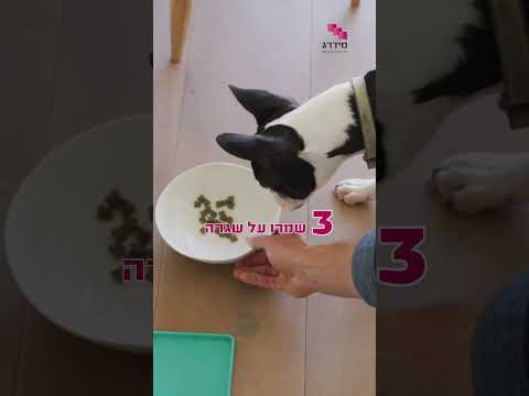 כלב לא אוכל? 4 טיפים שיעזרו לו לחזור לאכול