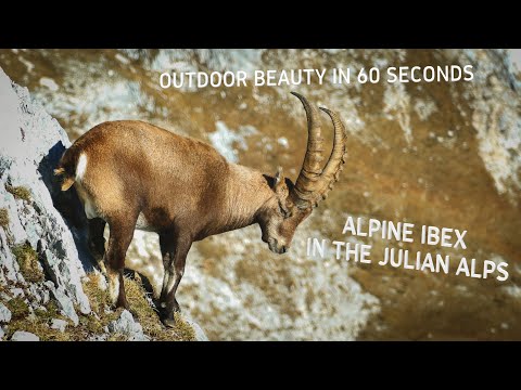 Alpine Ibex (Capra Ibex) in the Julian Alps | Outdoor beauty in 60 seconds, 2021, 4K