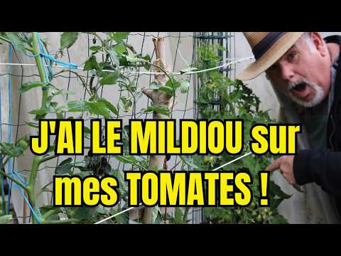 CATASTROPHE in the Vegetable Garden! My Tomatoes Are Attacked by Mildew: How Can I Act QUICKLY?
