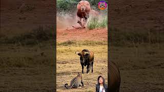 Download lagu singa berlari menghampiri pertarungan banteng dan macan aksi yang menegangkan #animals #shorts mp3