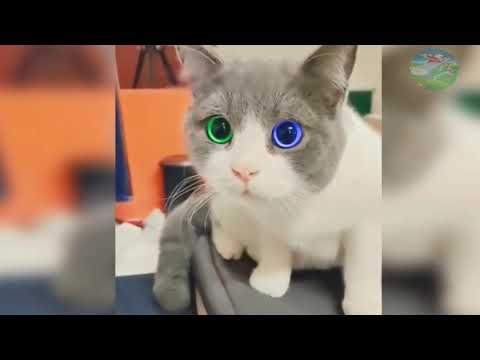 Cats videos | cats and dogs lover | Funniest  videos series | cats fighting | Funny cats videos 2021
