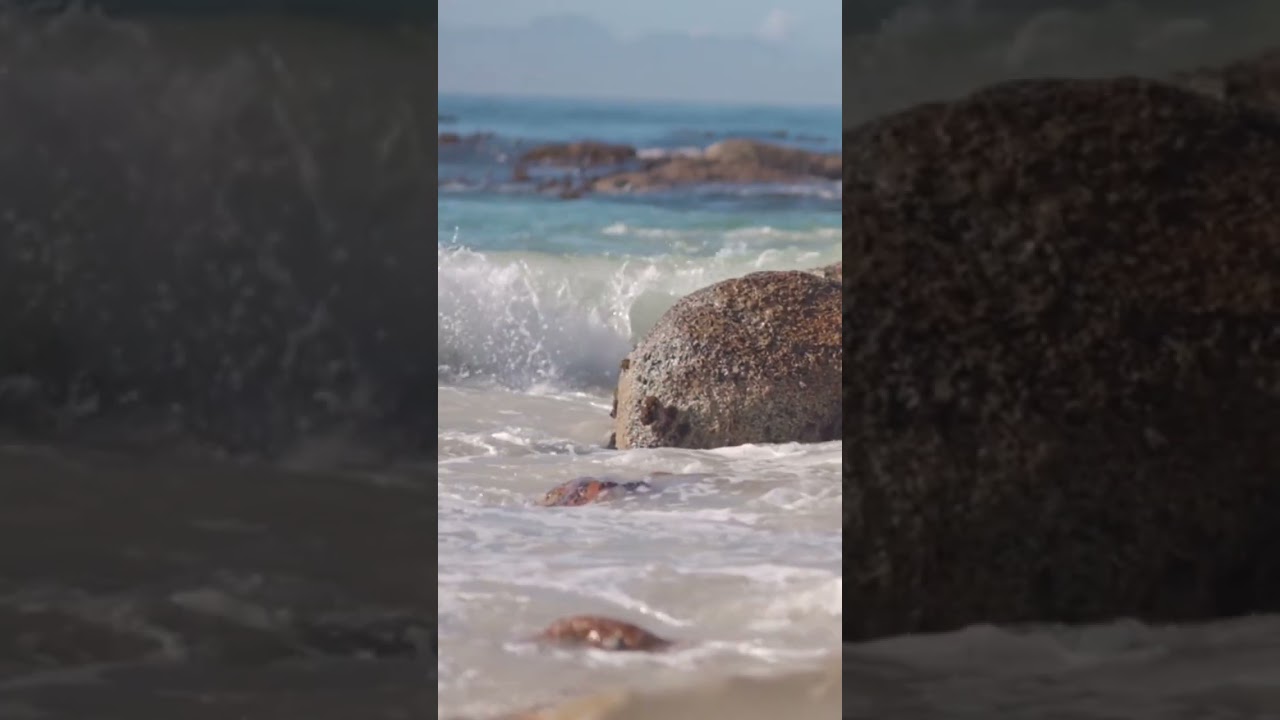 where do most oxygen comes from? #oxygen #ocean #shortsfeed #shortvideo #shorts #science