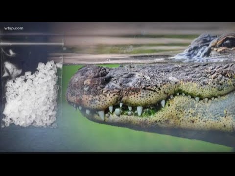 Police warn flushing drugs down the toilet could create 'meth-gators' | 10News WTSP