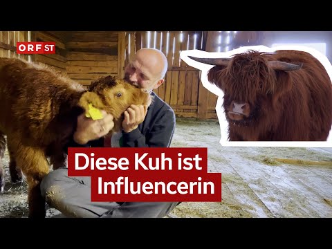 Highland cow Flora brings millions of clicks | South Tyrol today from 14.01.2026