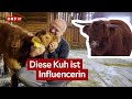 Hochlandrind Flora Bringt Millionen Klicks I Südtirol Heute Vom 14 01 2026