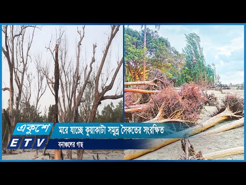 মরে যাচ্ছে কুয়াকাটা সমুদ্র সৈকতের সংরক্ষিত বনাঞ্চলের গাছ | ETV News