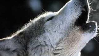 Enya - Crying Wolf - le chant du Loup