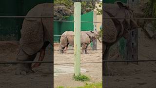 Rinoceronte de cinco pernas #animaisengraçados  #animais