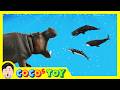 EN 29 Hungry Hippo Likes Whalesㅣanimals Name For KidsㅣCoCosToy