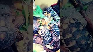 もぐもぐuuuuuuuu！！#リクガメ #turtle #reptiles #animals