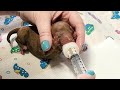 #1721 How To Bottlefeed Newborn Puppies