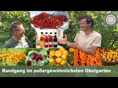 Inspiring tour of the wild fruit garden, fruit utilization, fruit for dry soils, autumn decoratio...