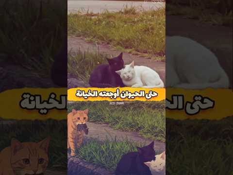 حتى الحيوان 💔 أوجعته الخيانة ...#حيوان #قطط #خيانة