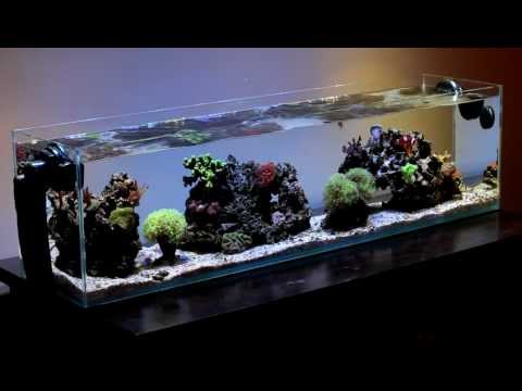 Mr Aqua 12 Gallon Long Nano - Day 306