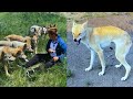 Wolf Wanna Attack The Man While Feeding Them Wolf Attack Man Attack Dog Wolf Dog