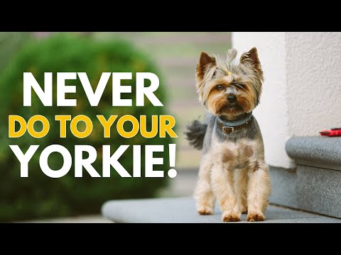 5 Things You Must Never Do to Your Yorkshire Terrier