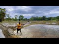 Traditional Farming In Sri Lanka Paddy Field Sigiriya Ancient Village Nat Sound