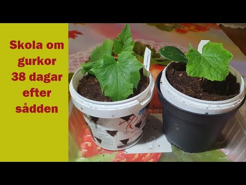 Skola om gurkor 38 dagar efter sådden. Del 3