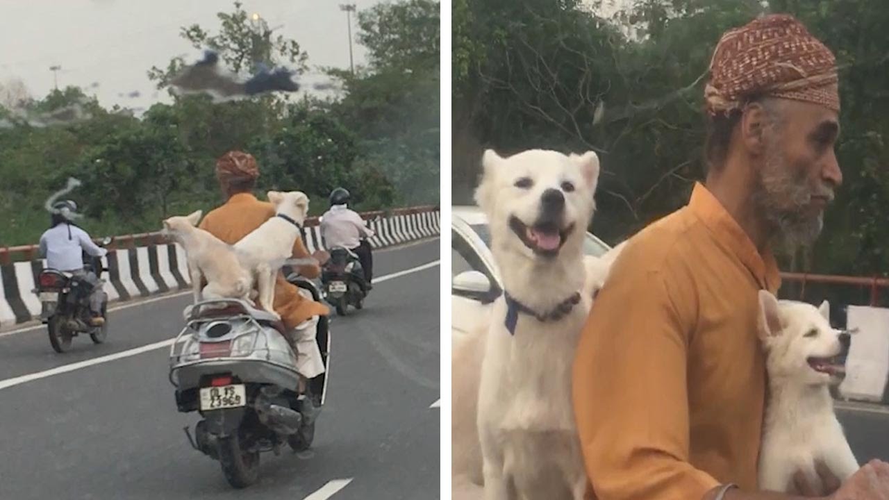 Video: Man takes his three dogs for a ride