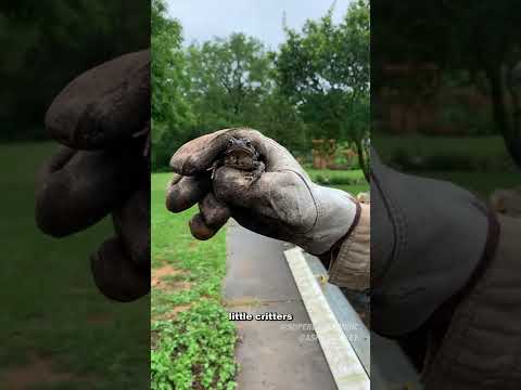 Restoring A 20-Year-Old Hidden Pool 😲 #shorts