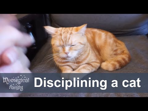💡 Top 6 tips and tricks to discipline and train your cat