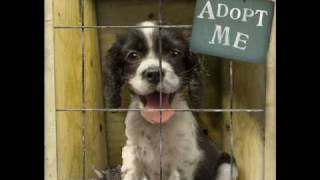 Stephanie Mills: I Have Learned To Respect The Power Of Love, Tribute To All Animals HQ :)