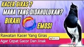 Download lagu KACER GIRAS, Mana Yang Harus Di Dahulukan, BIRAH Atau EMOSI? mp3
