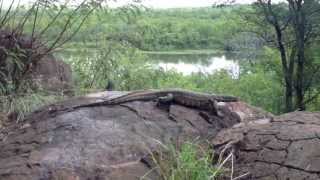 preview picture of video 'Massive Monitor Lizard in Mopani Rest Camp, Kruger National Park'