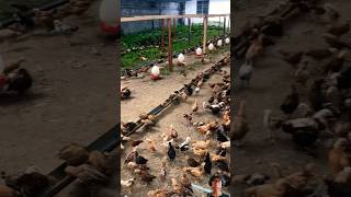 Download lagu KELEBIHAN SISTEM UMBARAN DALAM BETERNAK AYAM KAMPUNG #ayamkampung #ayam #peternakan mp3