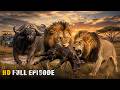 How Predators Hunt and Prey Survive | Full African Wildlife Documentary