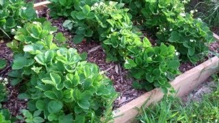 The Back To Eden Film! Is It Really All About the Wood Chips? You May be Surprised!