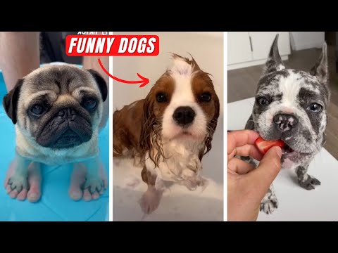 Doggos that are Guaranteed to Make Your Day Better! (Cute & Funny Dogs)