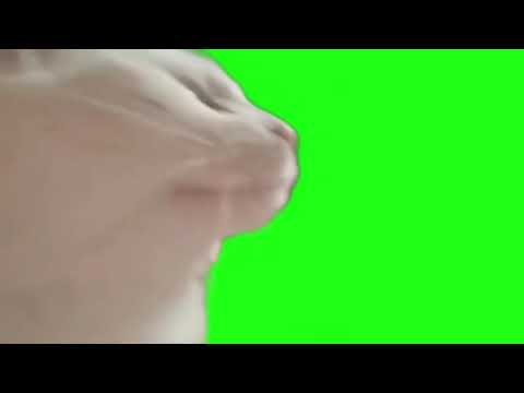 Cat Dancing with music Green Screen 1080p Meme Template #catmeme #shorts
