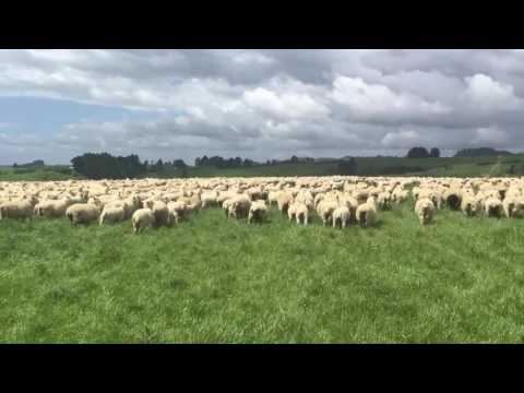 download lagu mp3 mp4 New Zealand Sheep, download lagu New Zealand Sheep gratis, unduh video klip New Zealand Sheep