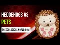 Hedgehogs as pets, Hedgehogs as pets pros and cons, Hedgehogs as pets what to know