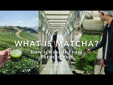 Everything You Need To Know About Matcha