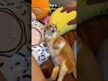Top 5 I Can Eat A Cat