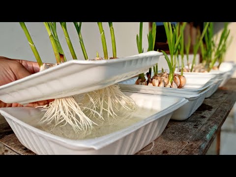 , title : 'How to Grow Garlic at Home In Styrofoam Box - CARA MENANAM BAWANG PUTIH'