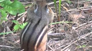 preview picture of video 'near mississippi river brainerd mn-turtles duck chipmunk'