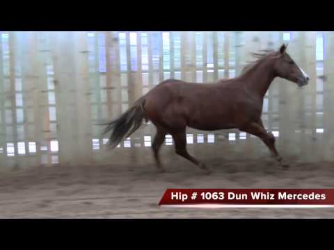 Hip # 1063 Dun Whiz Mercedes