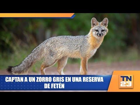 Captan a un zorro gris en una reserva de Petén