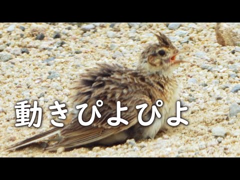 鳥用の砂浴び場を設置する 自然と動物