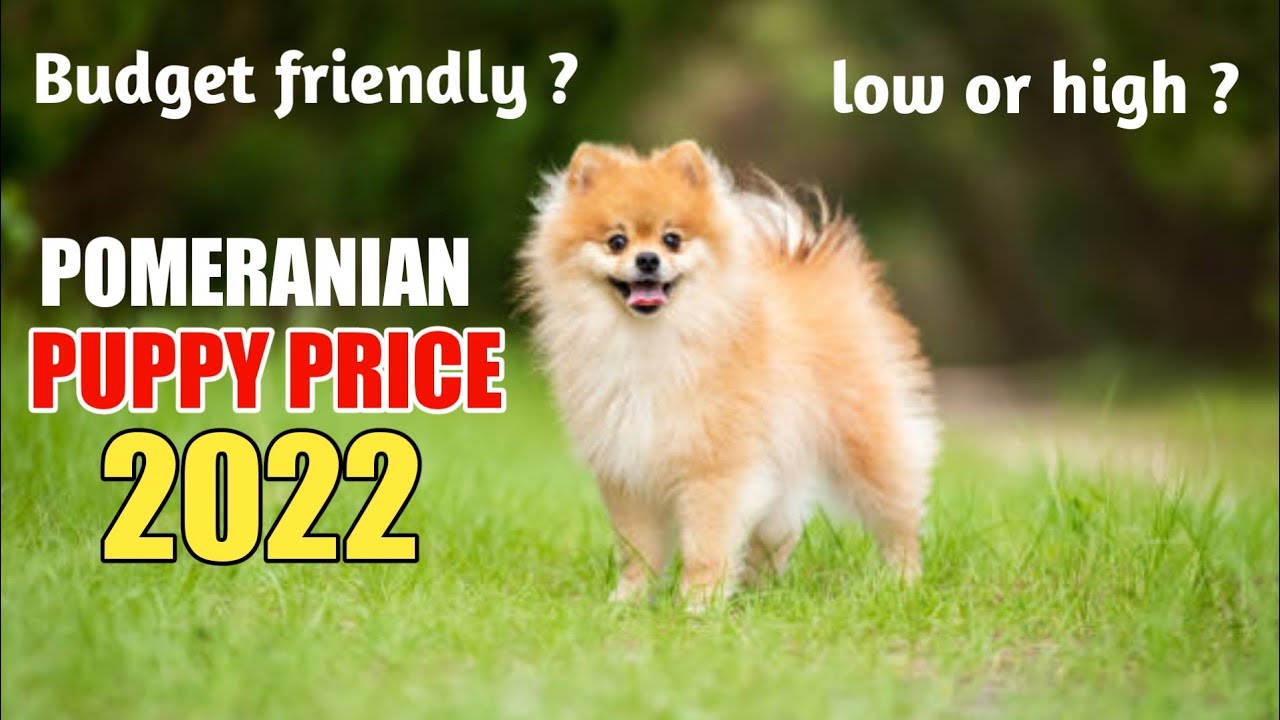 Pomeranian puppy price 2022🤑 / pomeranian price 😱 #shorts