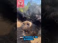 🐷 Pig Translator Changed My Life | A Message from Tommy Hillpigger 🐽📢